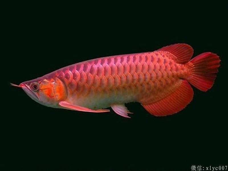 Saint Albans Chili Red Arowana