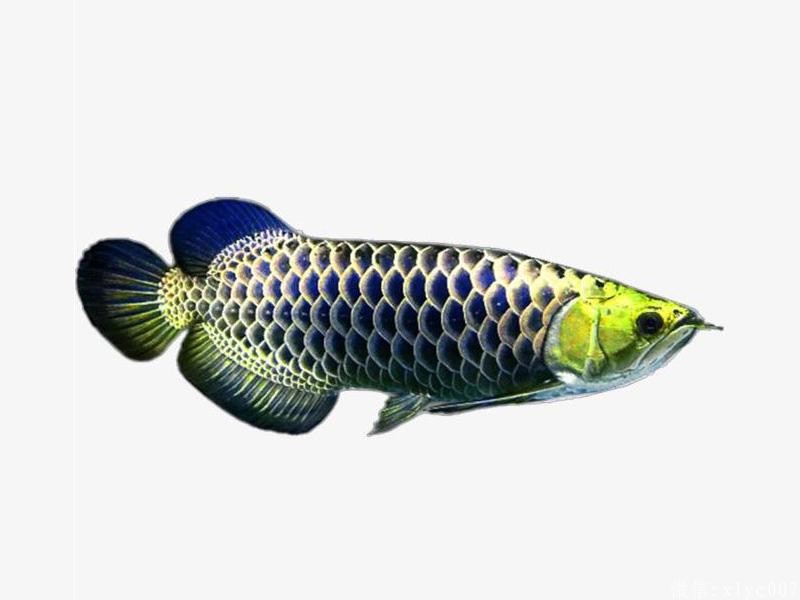 Saint Albans Gold-headed blue background gold arowana