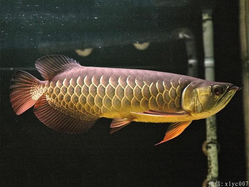 Saint Albans Red-tailed Arowana