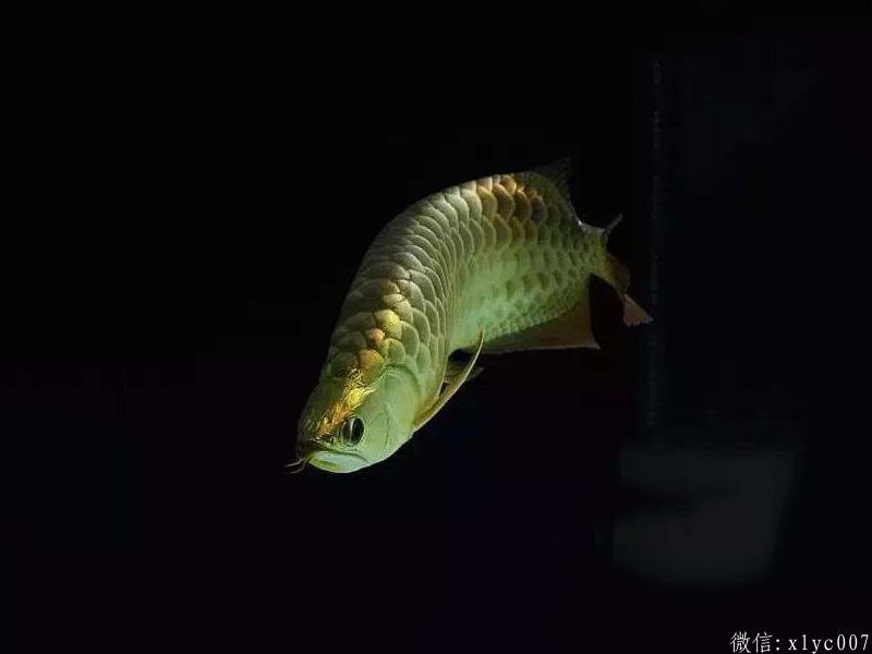 Saint Albans B over gold arowana