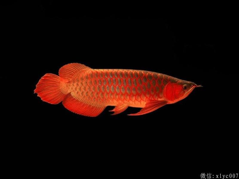 Saint Albans Red Arowana