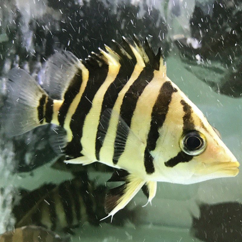 Saint Albans Indonesian Tiger（4）