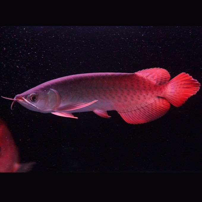 Saint Albans Indonesian Red Arowana
