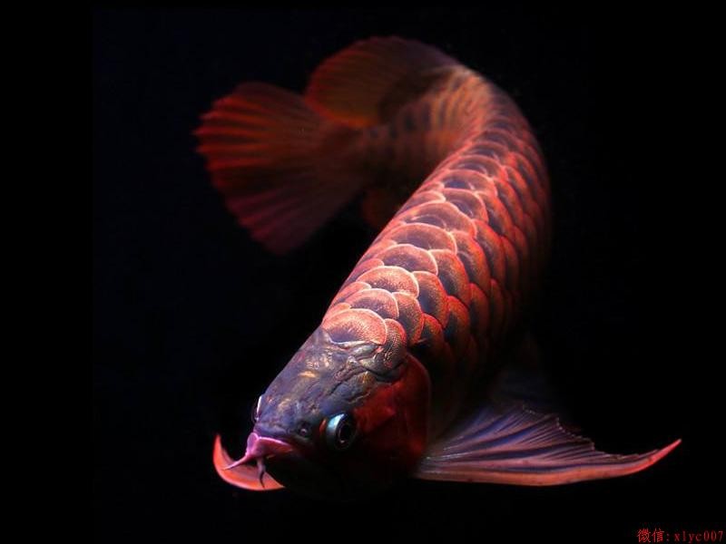 Saint Albans Orange Red Arowana