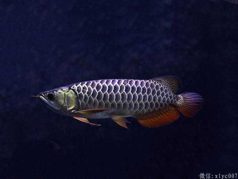 Saint Albans Blue-backed Arowana