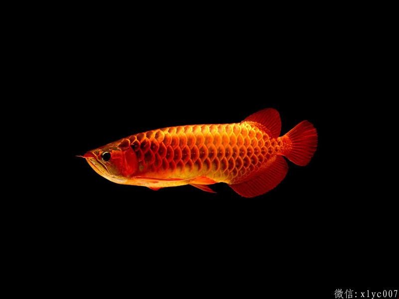 Saint Albans Blue Dragon Fish