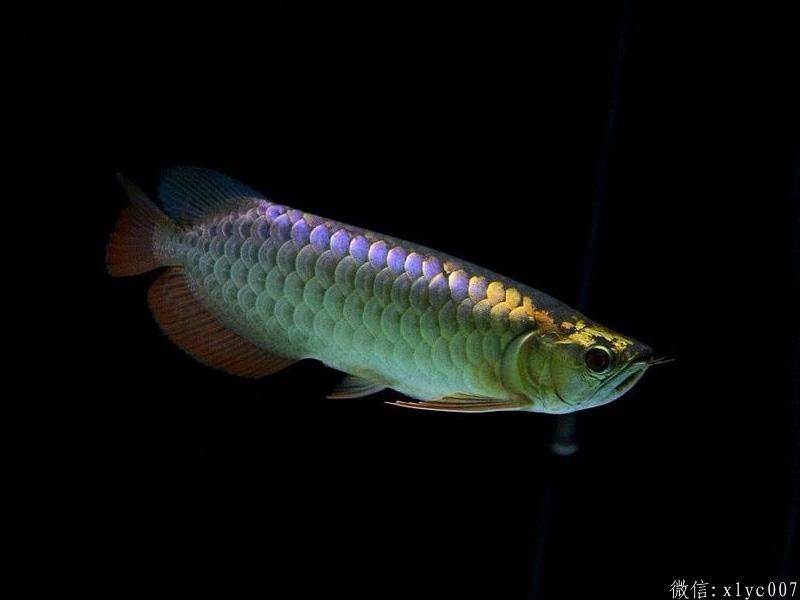 Saint Albans Purple-backed Arowana