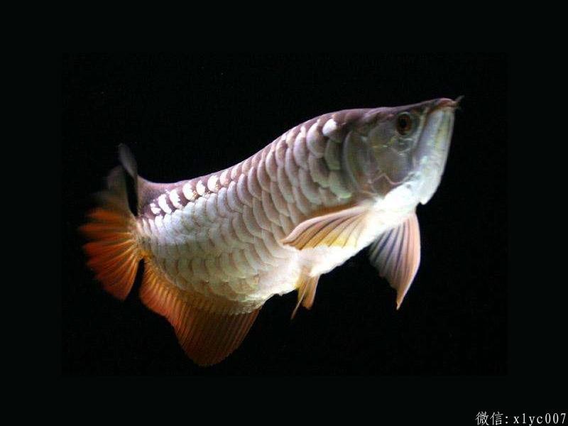 Saint Albans High-back Arowana