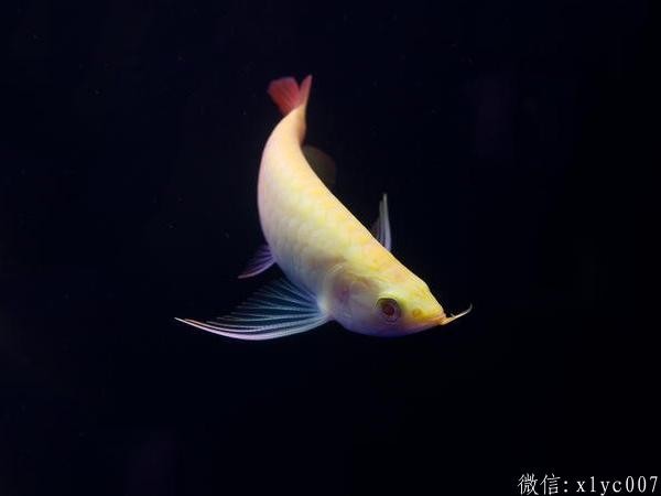 Saint Albans Albino ReArowanad Dragon Fish