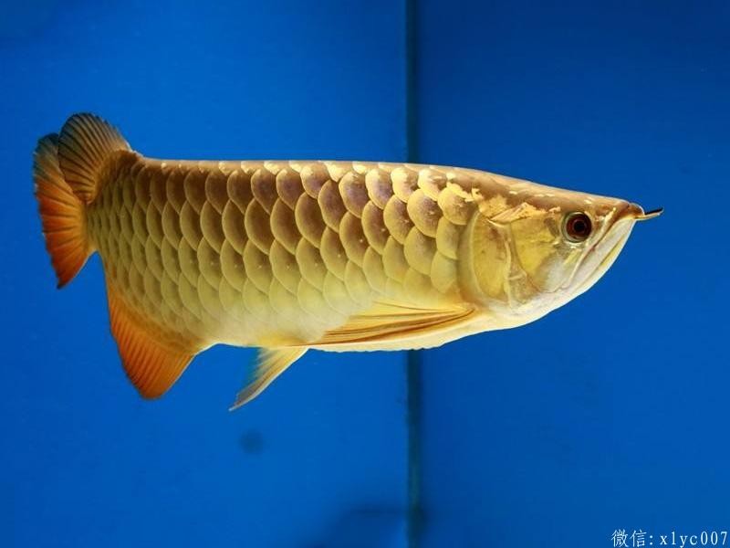 Saint Albans Overback Arowana