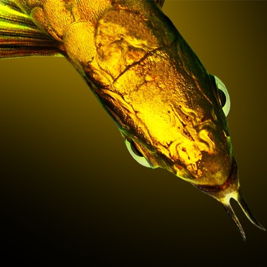 Saint Albans MALAYSIA GOLDEN AROWANA