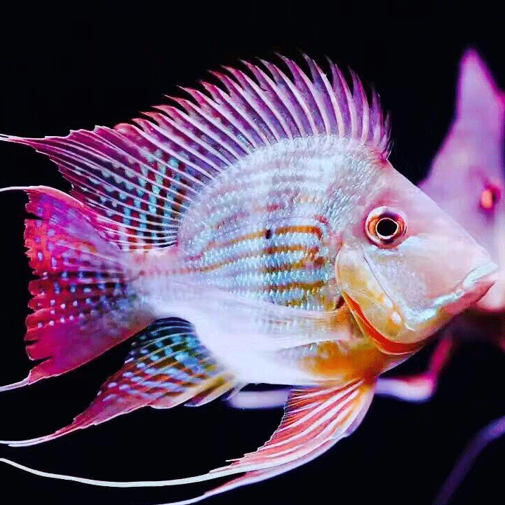 Saint Albans Pikonni fish