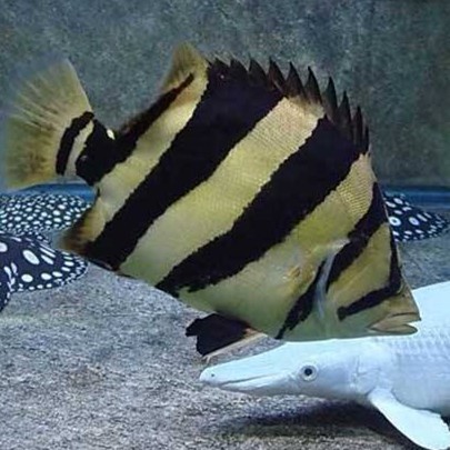 Saint Albans Siamese Tiger fish