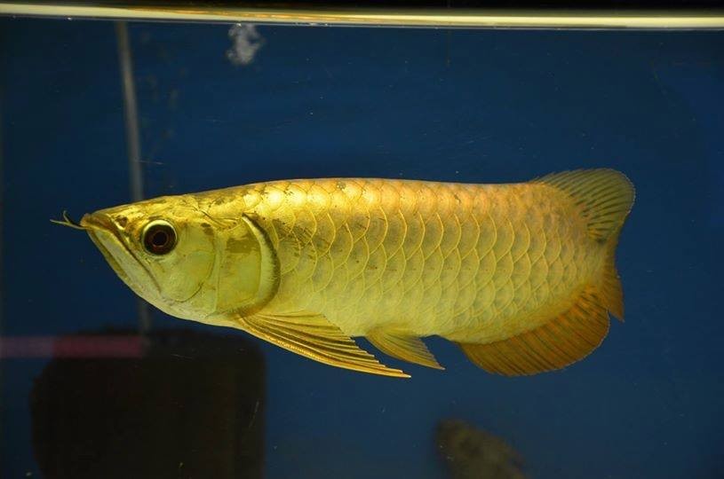 Saint Albans 24k Golden Arowana