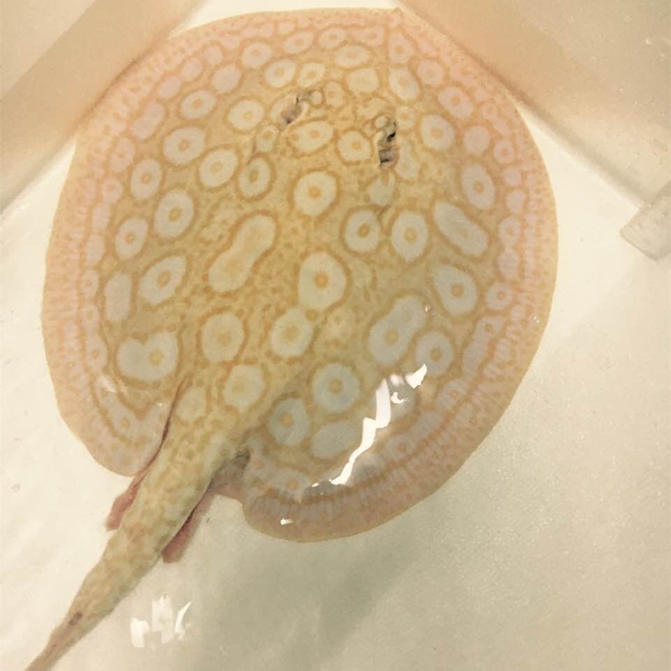 Saint Albans ALBINO PEARL STINGR