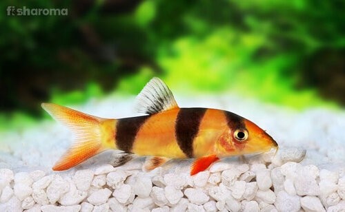 Saint Albans Clown+Loach