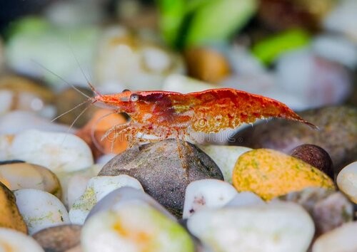 Saint Albans Shrimp