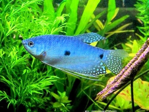 Saint Albans Gouramis+fish