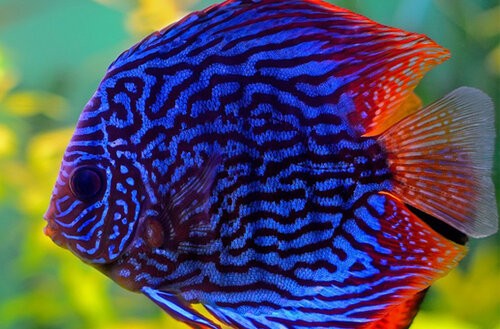 Saint Albans discus+fish