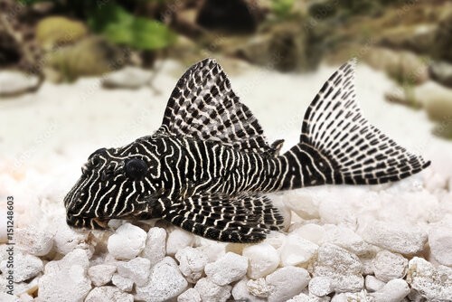Saint Albans Hypostomus+plecostomus