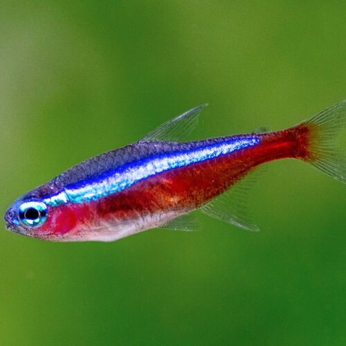 Saint Albans Red+neon+tetra