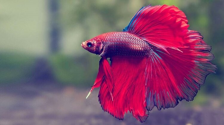 Saint Albans Betta+Fish