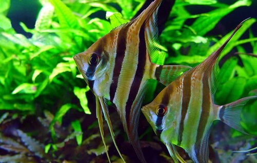 Saint Albans Angelfish