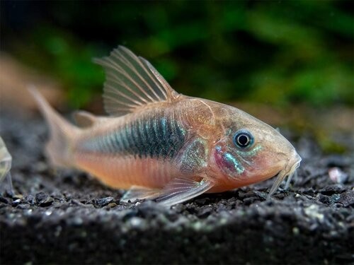 Saint Albans Corydoras+aeneus