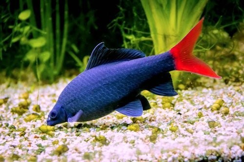 Saint Albans red-tail-black-shark