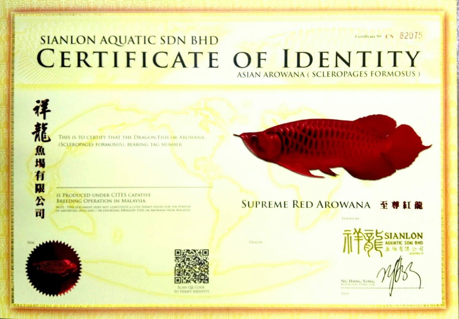 Saint Albans SUPREME RED AROWANA