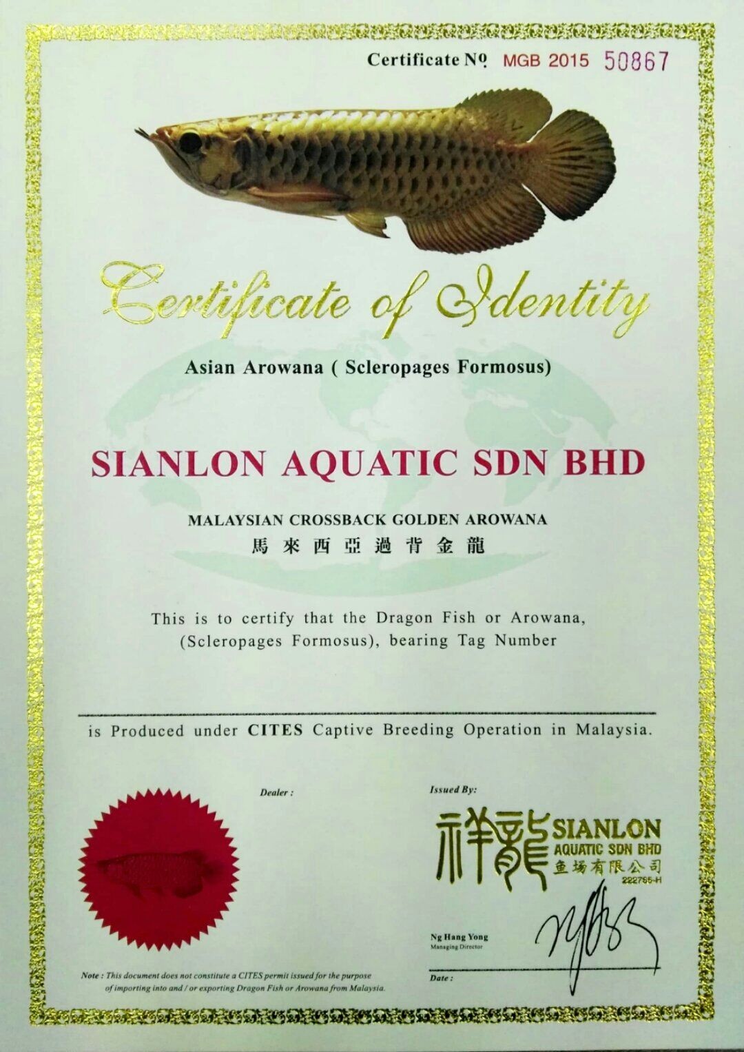 Saint Albans MALAYSIAN CROSSBACK GOLDENAROWANA